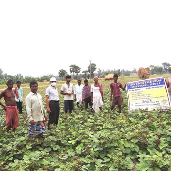 cfld_on_pulse_greengram_at_village_damkal_of_mathurapur_ii_block_by_rakvk