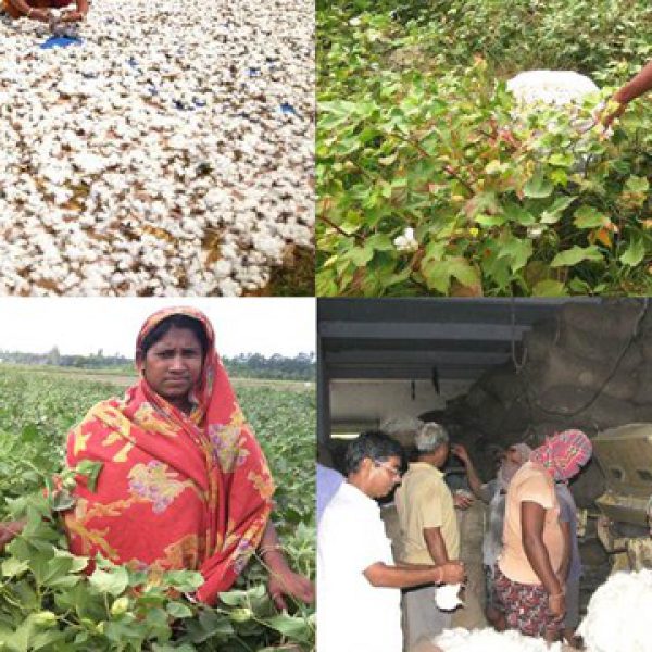 cotton_procurement_by_nimpith_kvk