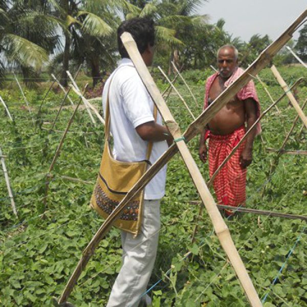 cultivation_of_second_crop_through_landshaping_project_in_north_24_parganas