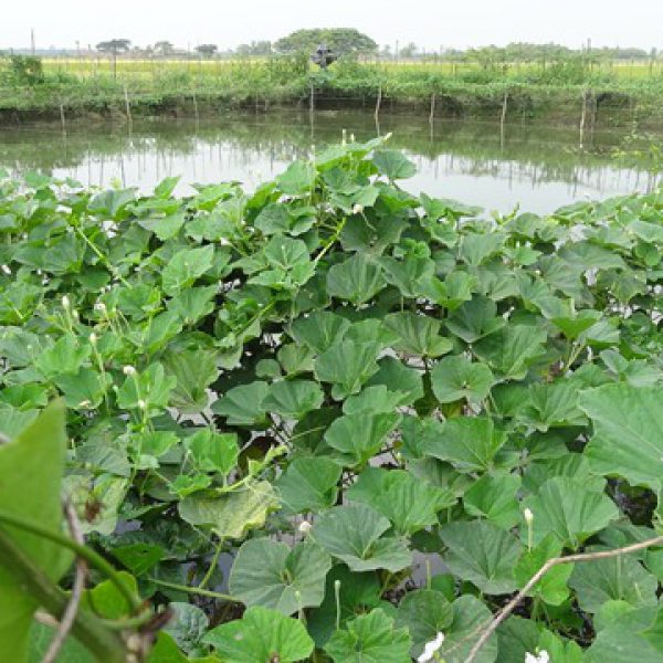 demonstration_of_landshaping__rain_water_harvesting_technology_by_kvk