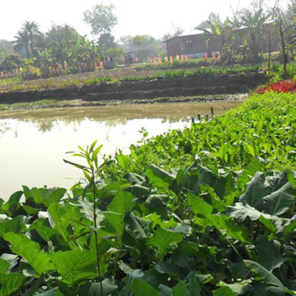 demonstration_of_nutrition_garden_surrounding_the_pond_embankment_by_kvk