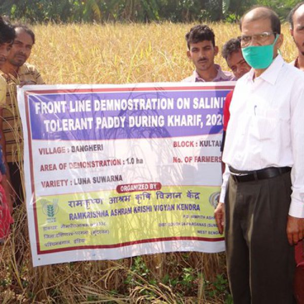 demonstration_of_salt_tolerant_paddyluna_suwarna_at_amphan_affected_areas_of_kultali_block (1)