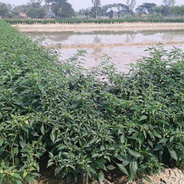 demonstration_of_vegetable_cultivation_on_land_embankment_under_iwmp6_programme_of_kvk