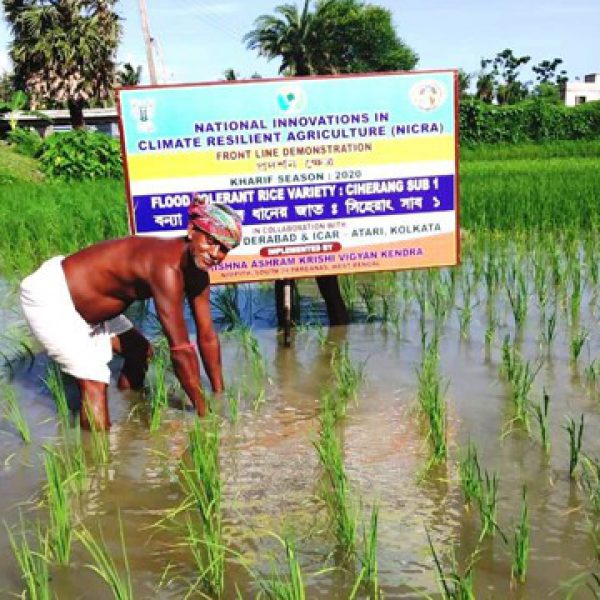 demonstration_on_submergence_tolerant_rice_variety