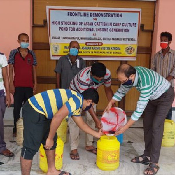 distribution_of_magur_fingerlings_in_fishery_fld_programme