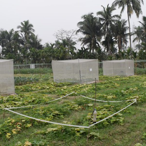 experiment_on_pollination_service_in_cucumber_under_aicrp_honeybees__pollinators_of_rakvk,_nimpith