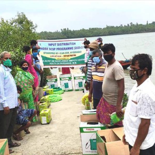 input_distribution_to_farmers_under_scsp_programme_of_aicrp_sunflower_at_patharpratima