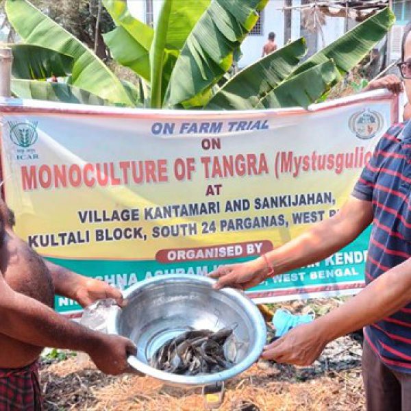 nona_tangra_fish_harvested_from_fishery_oft