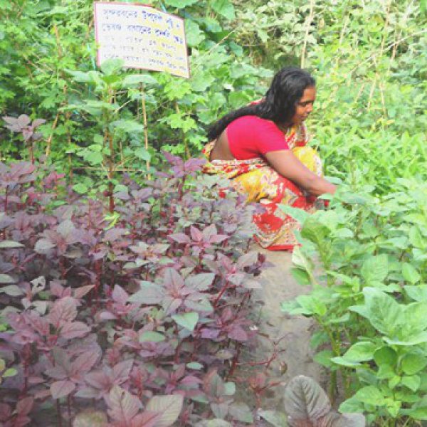 promotion_of_backyard_nutrition_garden_under_nutritional_security_project