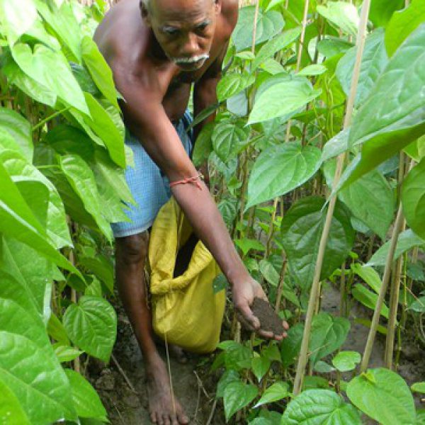 promotion_of_organic_manure_in_beetle_vine_plantation