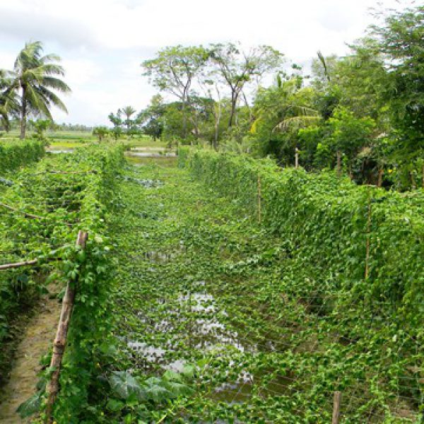 ridge__furrow_cultivation_at_bongheri_village_under_nicra_project