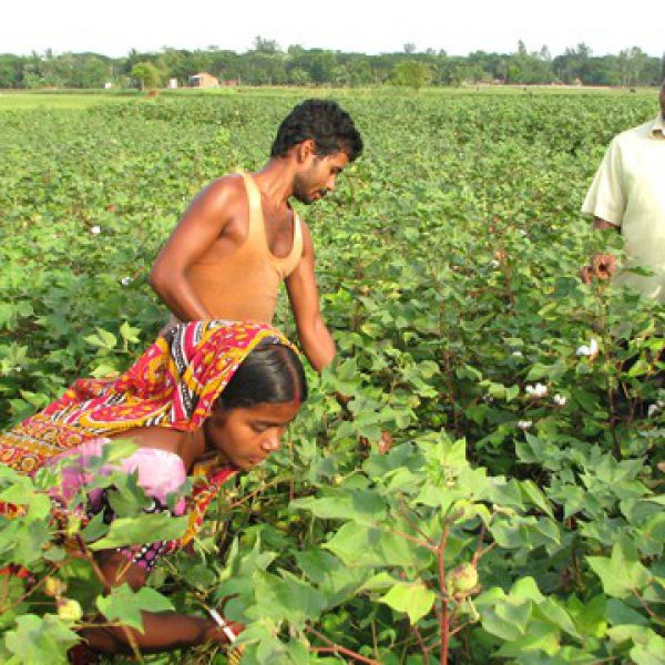 utilization_of_saline_rice_fallow_through_cotton_cultivation_programme_of_kvk